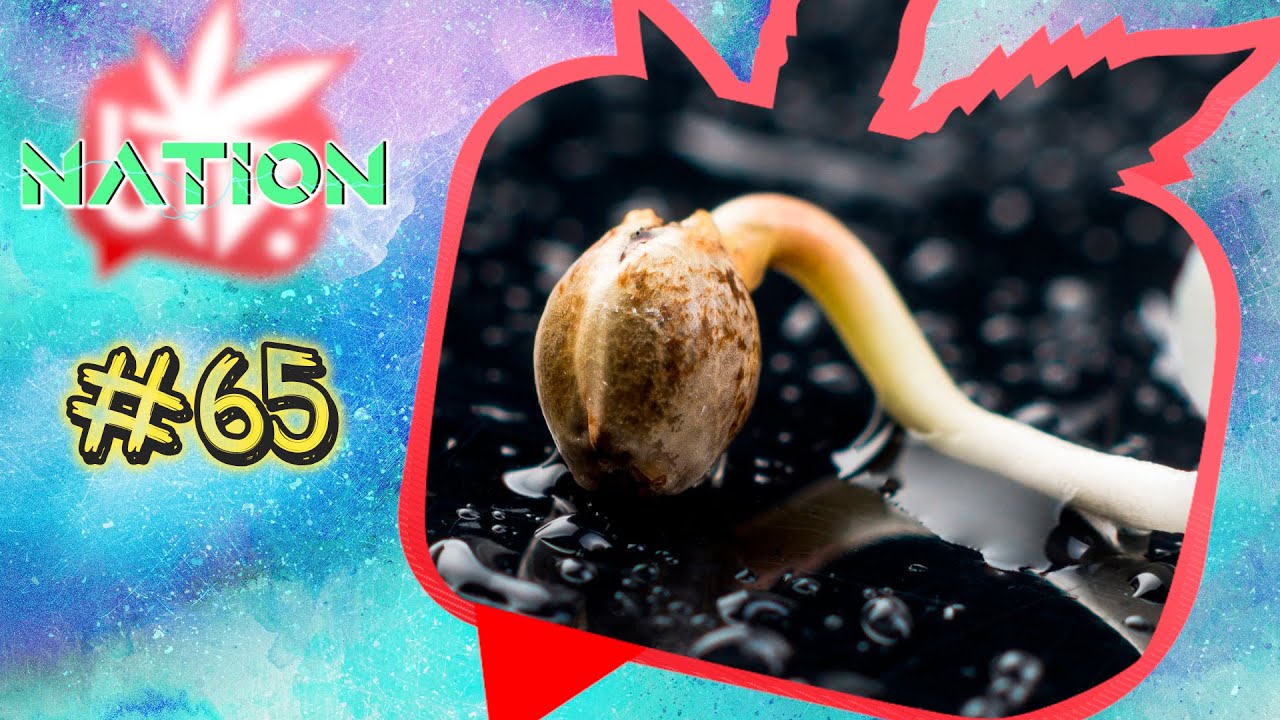 UNDERGROW NATION #65: CULTIVO: Germinación de semillas y Sensi Amnesia