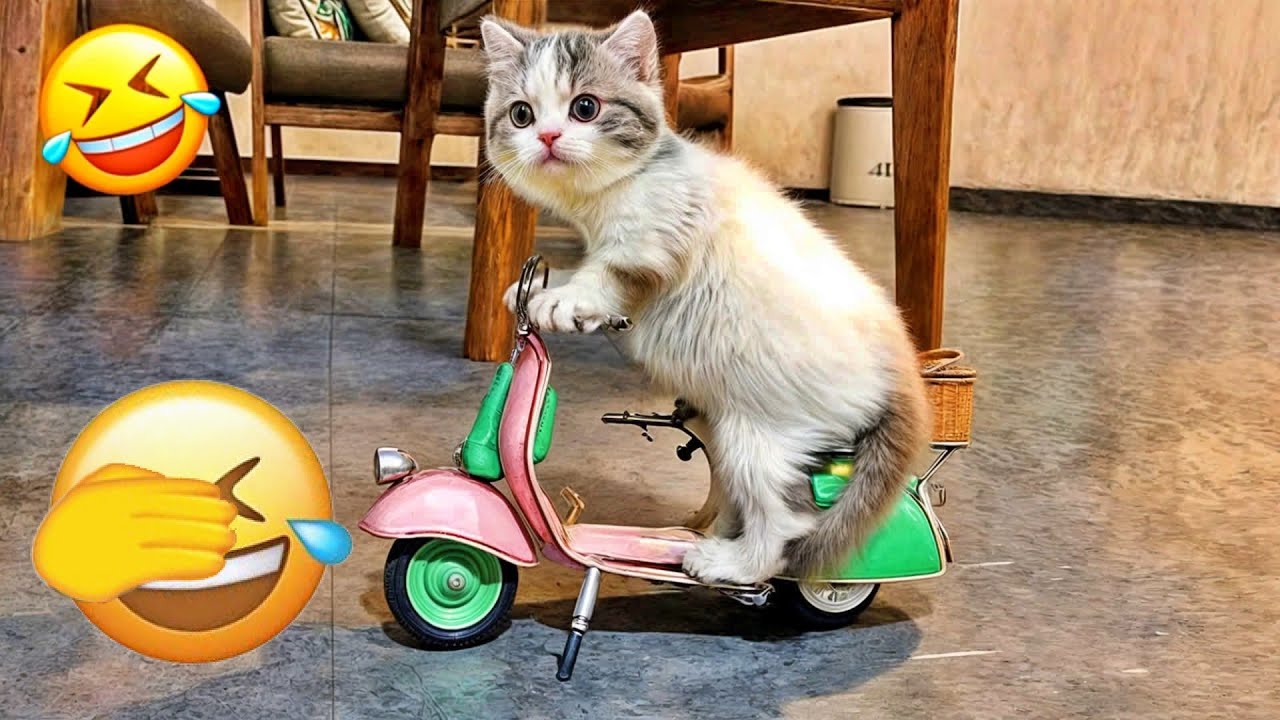 Funny Cat Videos 😂 A Collection Of Hilarious Cats That Will Make You ...