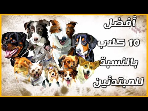 فيديو: 5 سلالات كلاب مناسبة للحفظ في شقة