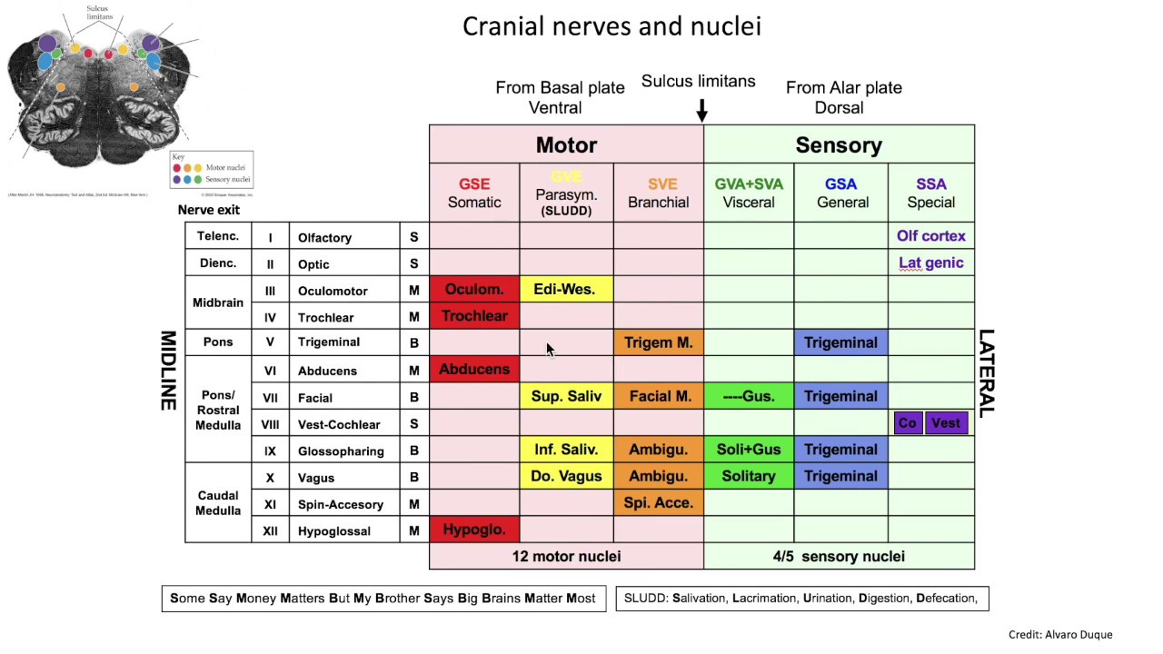brain splaining ep1 exploring the cranial nerve nuclei cranial nerve nuclei