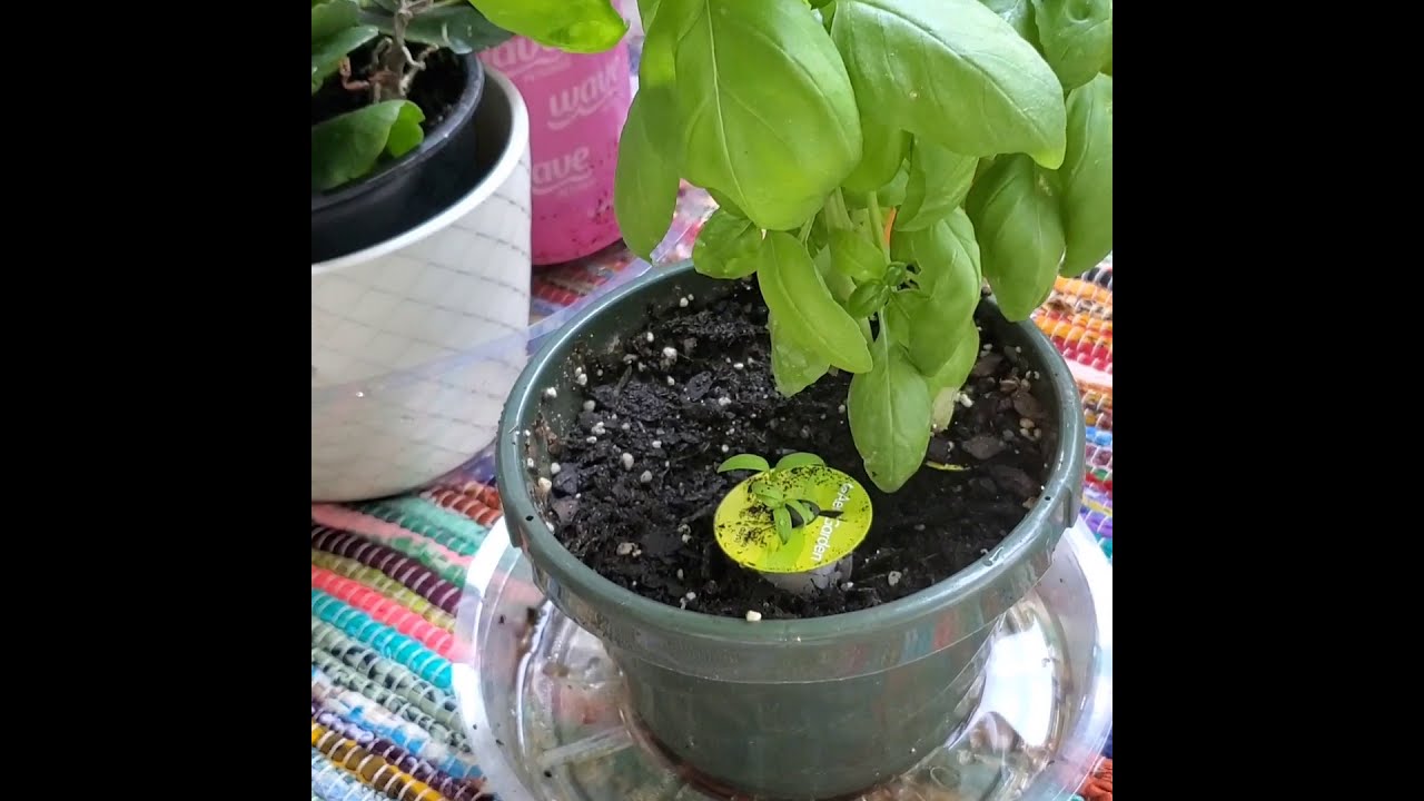 Balcony Garden Update 