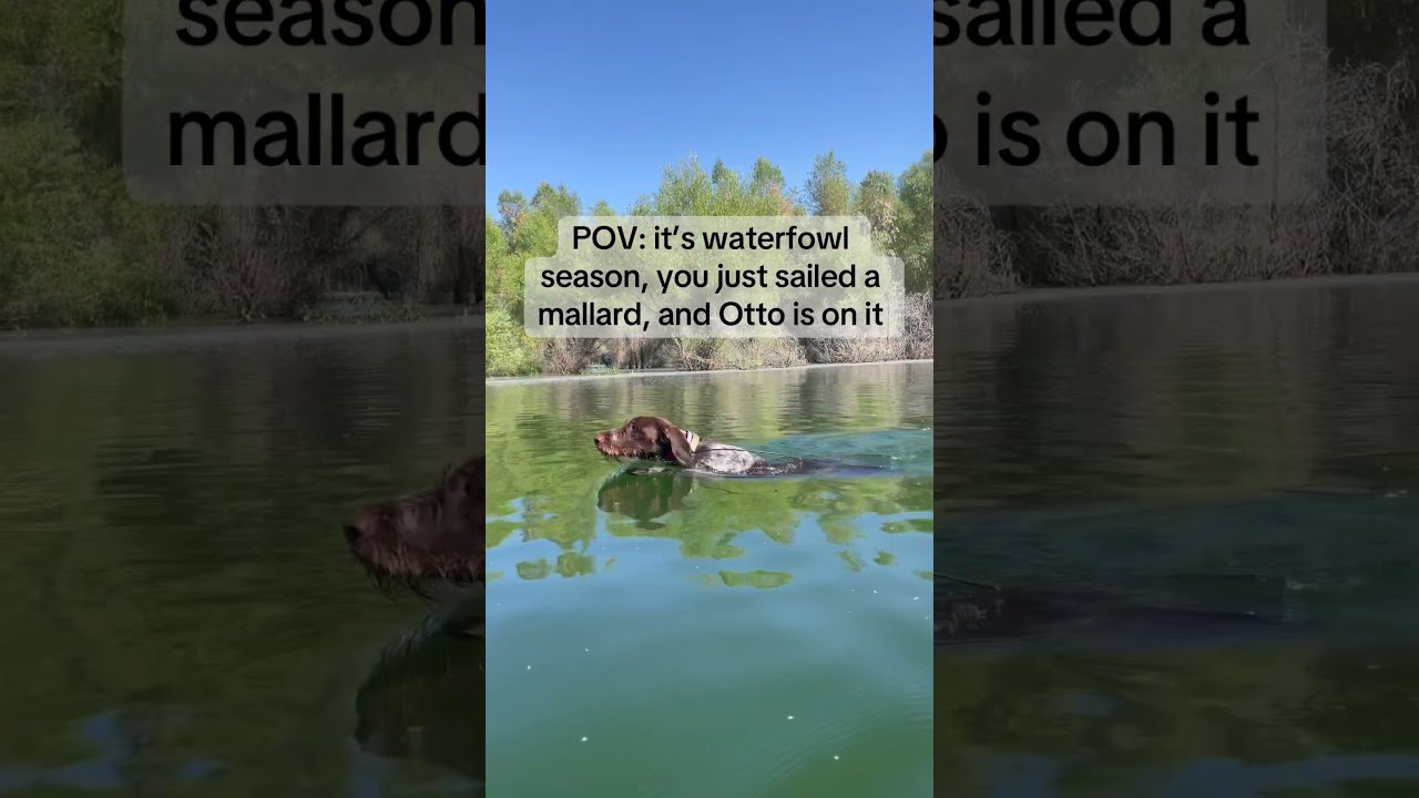 The Season Will Be Upon Us In No Time Huntingdog Gwp Waterfowl Mallards