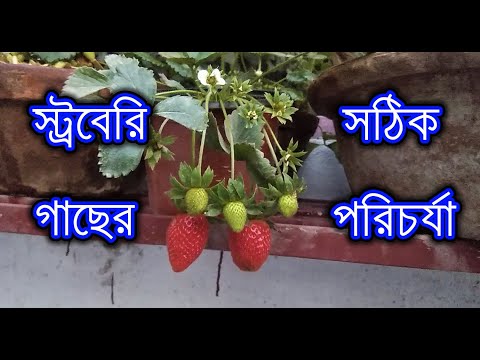 ভিডিও: স্ট্রবেরির জন্য সার: হাইড্রোপনিক্সের জন্য, শীতকালে এবং ফুলের সময়, নভেম্বর এবং আগস্টে, সার দেওয়ার স্কিম