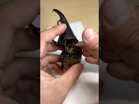 ご依頼虫 ヘラクレスオオカブト レイのクワ活 標本 カブトムシ