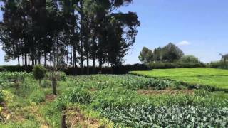 Kenya’s Tea Farmers Brace for Climate Change
