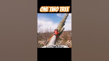 Span Rigging #arborist #tree #treeclimbing #diy #chainsaw #shorts #fyp