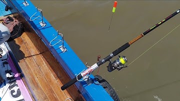 Câu cá Bông Lau ngày nghịch nước, cá đang lớn | Sông Nước Cần Giờ - Châu Huỳnh.