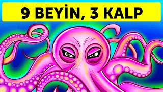 Bir Ahtapot Olsaydınız Kollarınızın Kendi Beyinleri Olurdu Resimi