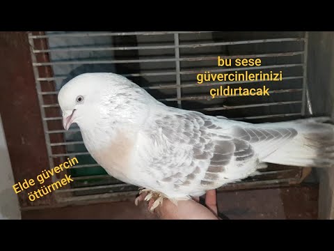 ETKİLEYİCİ GÜVERCİN SESİ BU SES KUŞLARINIZI KUDURTUR