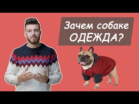 Зачем собаке одежда?