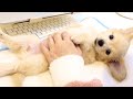 チワックスの赤ちゃんがかわいすぎて仕事できない😭