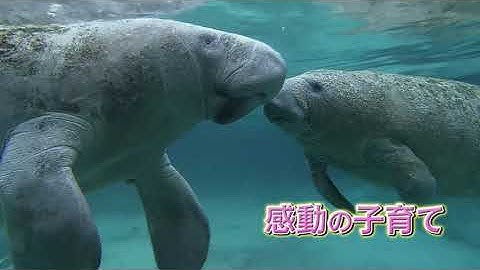 『驚き！海の生きもの超伝説　劇場版ダーウィンが来た！』コメント付き予告編