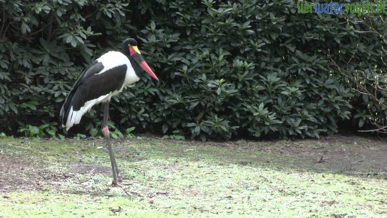 Sierwatervogels.NL - Saddle-billed Stork (Ephippiorhynchus senegalensis