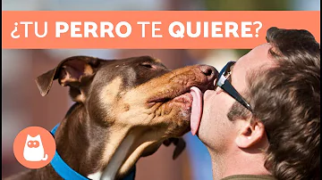 ¿Cómo saber si tu perro te quiere más que a nadie?