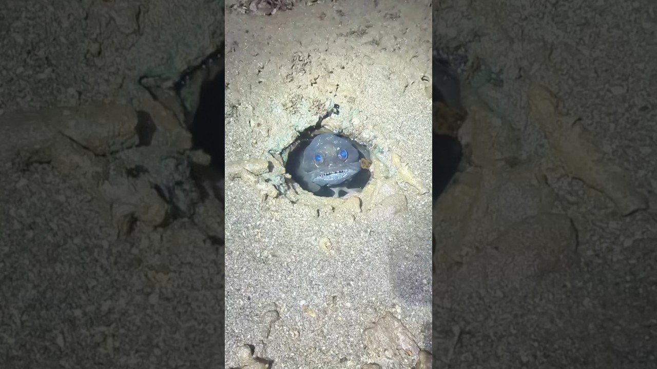 What is this angry creature? 😨 