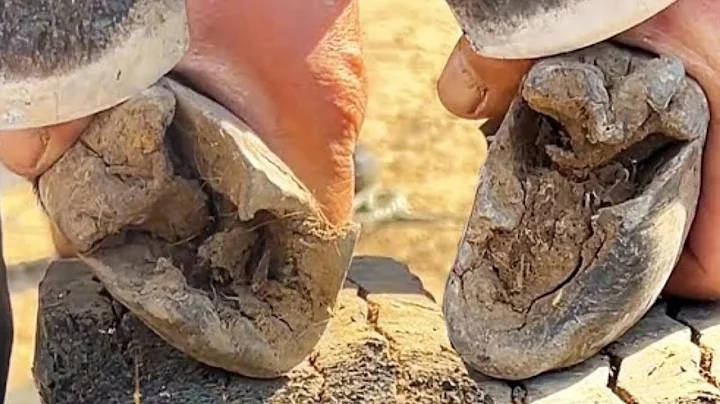 Hoof Trimming: The Donkey Is Afraid Of Fierce Resistance, It Is Very Difficult To Help Him!丨ASMR