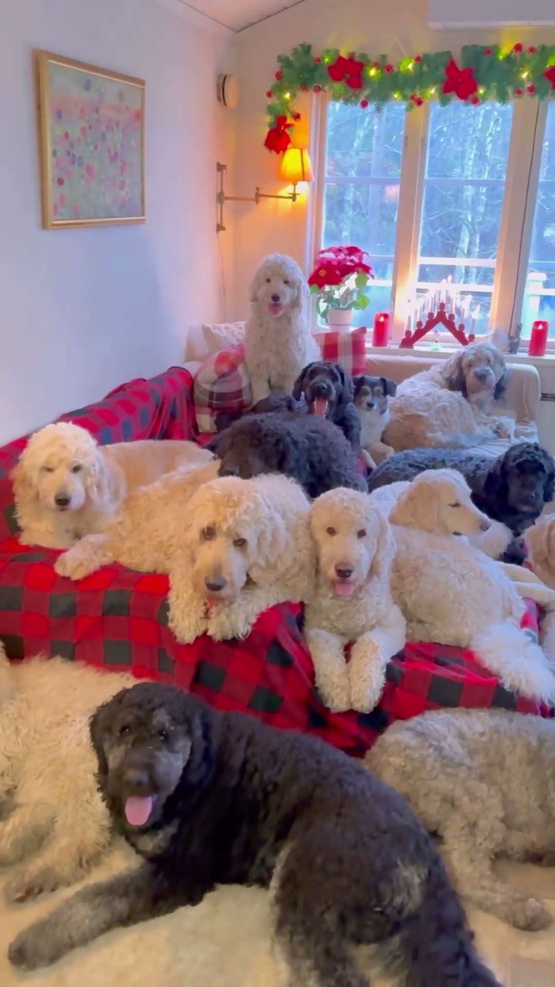 Santa Cottage Full Of Dogs || ViralHog