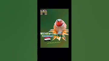 مقام اللامي #تجويدعراقي 🇮🇶طورحزين😢😢