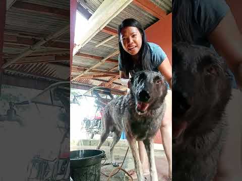 Maliligo muna si bullet Maliligo muna si bullet