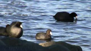 American Coots at Castaic Lake, CA 720p HD V06904