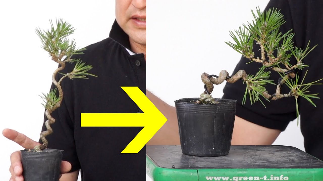 針金盆栽【Hiroki】 Turning black pine material into bonsai|Hiroki Miura - YouTube