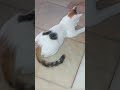 العب واضحك اصل نجمة Lebanon Shorts Viralvideo Cat 