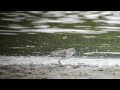 Little Stint  - Dorney Common