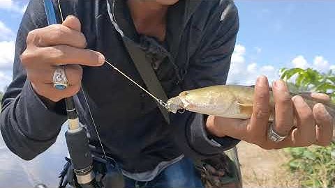 câu lure cá lóc vuông tôm buổi trưa