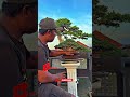 bonsai id the best #shorts #shortvideo #song #premnamicrophyla #bonsaiindonesia #bonsaitree