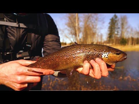 Video: Päeva varustus: nahast peplumi jakk