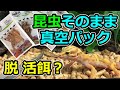 【プロバグズ】給餌動画