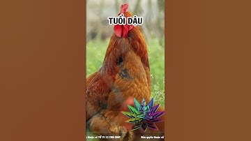 Tiết lộ 3 tuổi 