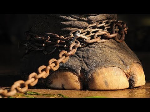 Video: Pet Scoop: Elefante liberado después de 50 años en cadenas, Gran Bretaña espera que Panda Cub