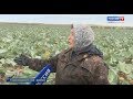 Время рубить капусту – в Горномарийском районе собрали хороший урожай - Вести Марий Эл