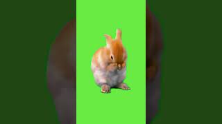 Rabbit on green background