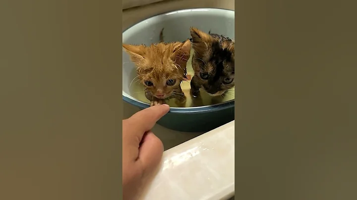 Video 11148051: cat kitten bathing, bath cat kitten cute, baby kitten bath, dry bath, first bath