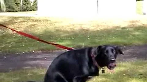 Clean up after your dog (or poo and you)