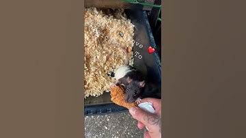 1,000,000 bites #subscribe #livefeeding #python #ballpython #breeding #snake #rat #drago