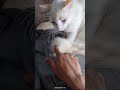 Gatinho Branco Engraçado: Ele acha que meu dedo é brinquedo! 🐱 Snow #cat #pets #snow