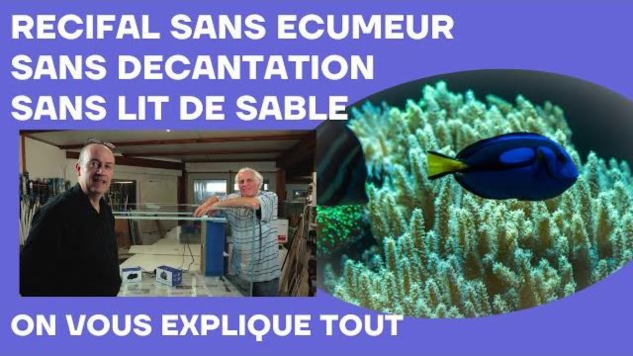 Visite chez Aquaexotic : Aquarium récifal sans écumeur, sans décantation, sans lit de sable épais.