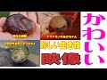 見た事ある？ 動物たちの珍しい動画