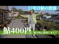 17年目鮎の放流!鮎400匹家の川に放流します!