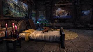 Big-Eared Ginger Kitten & Abecean Ratter Cat