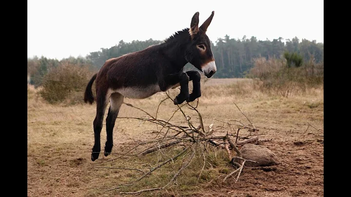 10 Surprising Facts About Donkeys