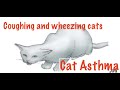 Coughing, wheezy cats usually have Asthma, Bronchitis , Infections or Lungworm