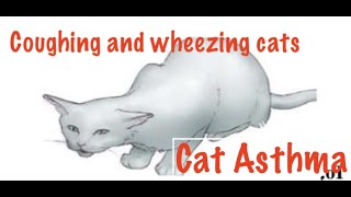 Coughing, wheezy cats usually have Asthma, Bronchitis , Infections or Lungworm
