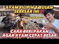 Cara agar ayam phlllpln cepat besar  perawatan ayam doc  2 bulan