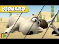 🐻‍❄️ BERNARD  | Collection 37 | Full Episodes | VIDEOS and CARTOONS FOR KIDS