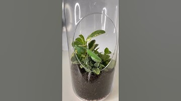 Kyle Thomas 💙 new GIANT MANTIS vivarium! #kylethomas #shorts