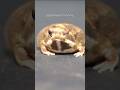 I peed🚼 #rainfrog #frog #commonrainfrog #shorts